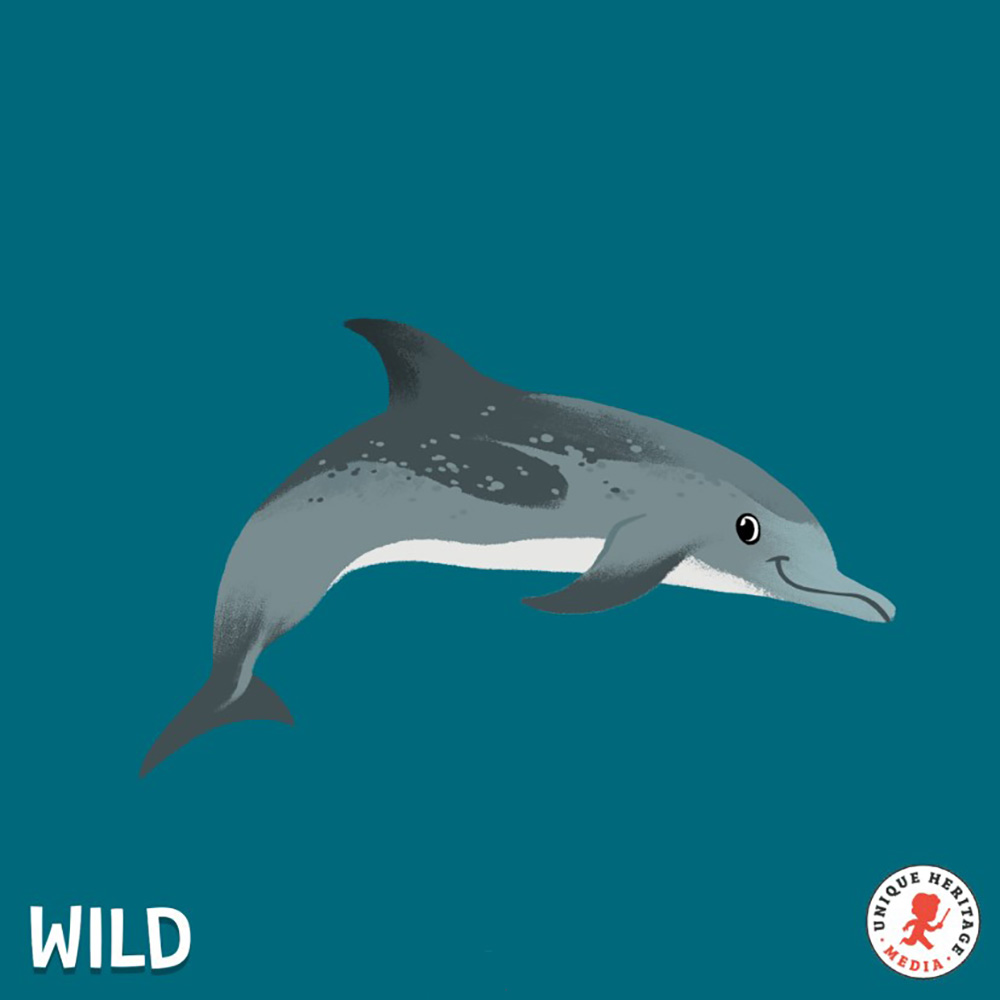 Les dauphins tachetés, rois de la méditation